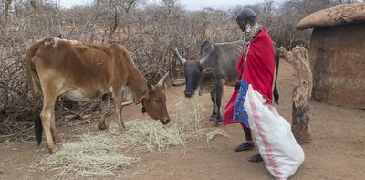 Storing cattle feed can improve milk and meat yields: why African farmers aren't doing it