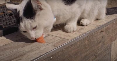 'Mogumentary' doc celebrates life of famous Bristol feline Mog