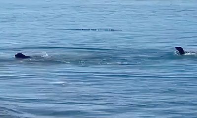 Watch: Sea lion joins dog in a closely contested game of fetch