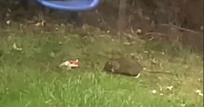 Mum 'scared' to let children play in garden as large rats 'run wild'