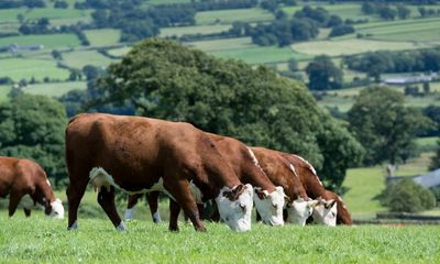 Demonising organic beef and lamb won’t help save the Earth