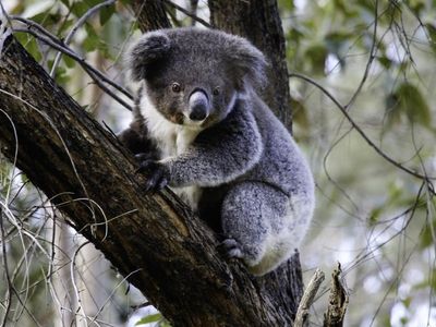 Baby koala flood survivor returned to wild