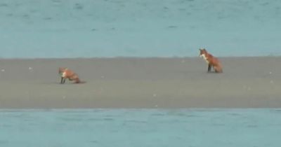 Irish Coast Guard shares important message after foxes get stranded on estuary sandbank in Dublin