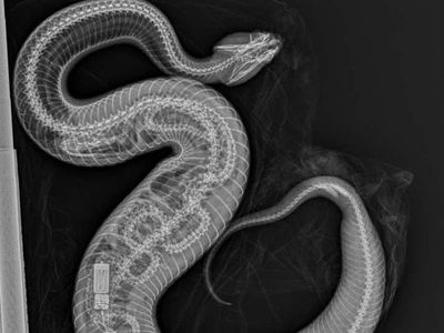 Chilling X-ray shows python after it was swallowed by cottonmouth snake