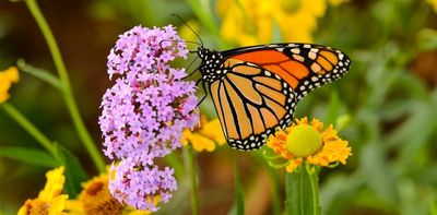 The survival of the endangered monarch butterfly depends on conservation beyond borders