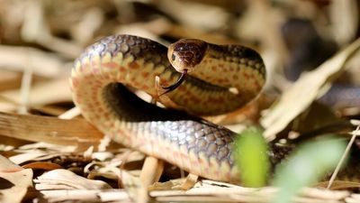 Queensland snake catcher inundated by calls from 'nervous' interstate migrants