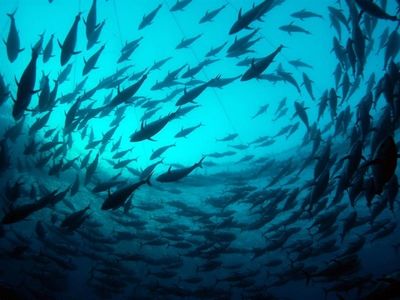 Treaty promises seismic shift on high seas