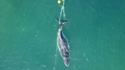 Race to free entangled whale off Noosa Beach sees environmental groups call for shark net removal