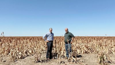 Cattle farmers say Gulf of Carpentaria could become 'food bowl to Asia' after first sorghum crop harvested