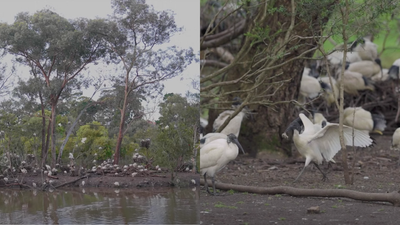 The Sinister Story Of How Hundreds Of Ibis Colonised ‘Bin Chicken Island’ In Suburban Melbourne