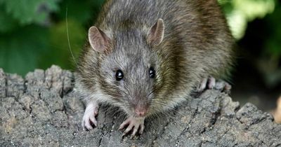 Large rats 'running wild around garden' leaving mum terrified to let kids play outside