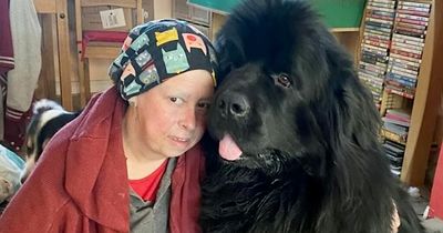 Loving Newfoundland dog sniffed out owner's breast cancer after nuzzling her armpit