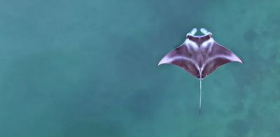 Baby manta rays: new light shed on their life in Indonesian aquatic playground