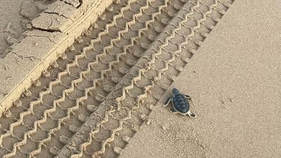 WA's Cable Beach turtle nests being 'driven over', prompting calls to reduce opening hours