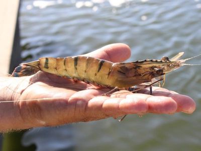 Prawns destroyed in NSW as virus detected