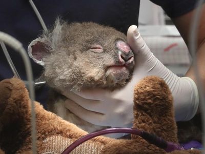 RSPCA Vic and Zoos Vic Koala Ward opening