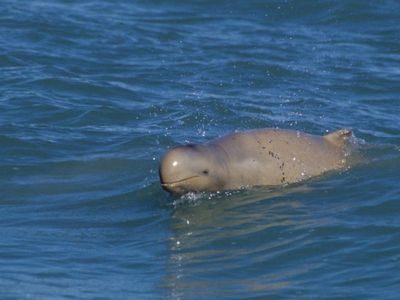 Marine parks in oil, gas exploration area