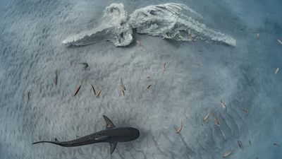 Australian Geographic Nature Photographer of the Year competition: The winning images