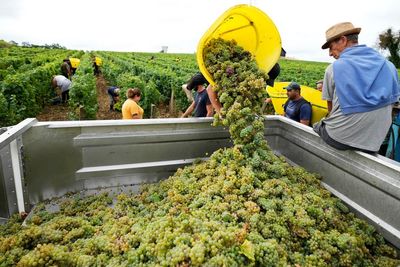 Drought forces earliest harvest ever in French wine country