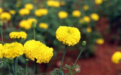 Local self-government bodies in Thiruvananthapuram are promoting flower cultivation for Onam