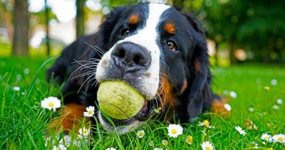 Vet issues warning over tennis balls and urges dog owners to ban them