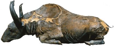 An ice-age bison was discovered! Then soon eaten — once the foul taste was smothered