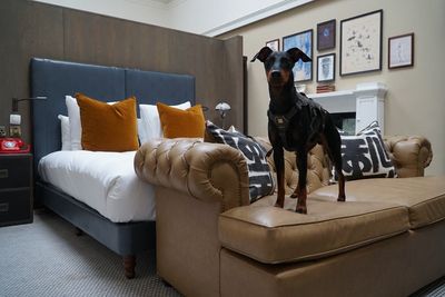 The best dog-friendly hotels in the UK for 2023