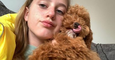 Heartbroken girl, 12, offers dognappers all her pocket money for puppy's return