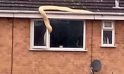 An escaped 18ft python found its way into a Hampshire home – it’s more common than you think