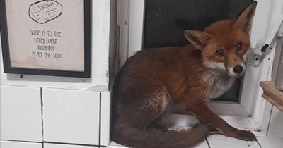 Brit couple wake to find fox watching them sleep before it trashes room and wees on floor