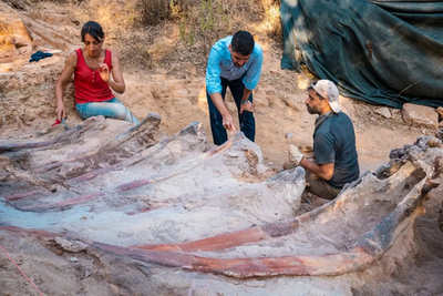 Giant ‘unusual’ 82ft-long dinosaur skeleton discovered in man’s backyard in Portugal