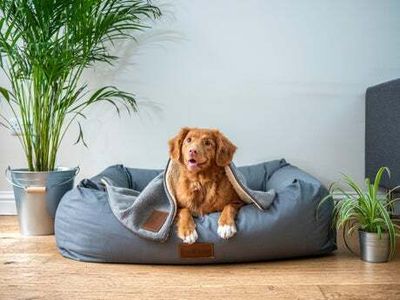 Celebrating International Dog Day with pictures of the best dogs of London