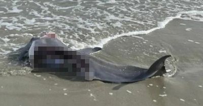 Horrific shark attack sees dolphin ripped to pieces as body washes up on beach