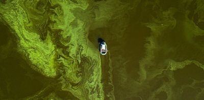 Extensive algal blooms in England's lakes: here's why