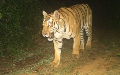 Andhra Pradesh: Tiger giving sleepless nights to Vizianagaram villagers