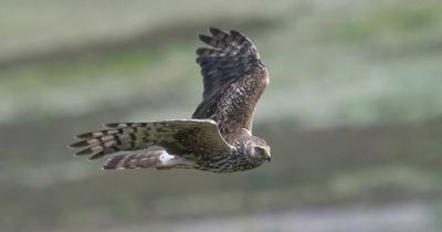 Wildlife boost with best hen harriers numbers in more than 100 years