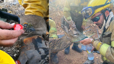 Firefighters help revive flora and fauna during Spain's wildfires
