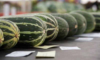 Stock answer to 50kg marrow question