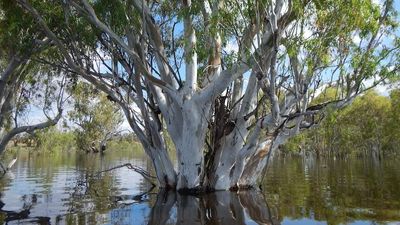 River red gums record the history and health of the Murray River system. And they're suffering
