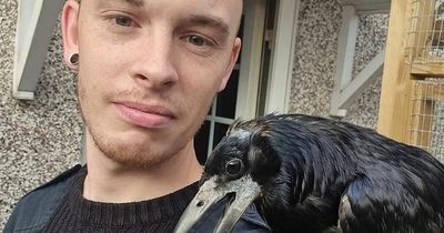 Desperate search for 'jealous' pet bird that ran away when owner proposed to girlfriend