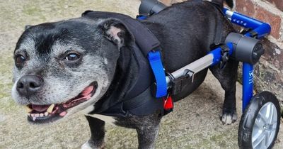 Man's 'best friend' gets new lease of life after struggling to walk