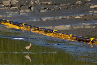 Pipeline operator to pay $13m over California coast leak