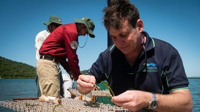 Crocodile, jellyfish threat as volunteers race to restore tropical harbour's forgotten seagrass meadows