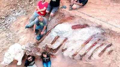 Portuguese man accidentally uncovers a 25-metre-long dinosaur skeleton in his own backyard