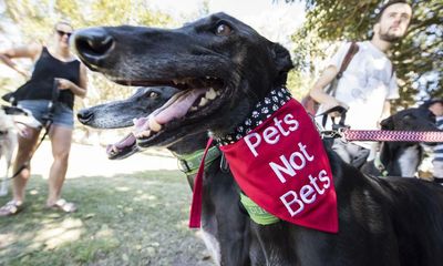 Australian racing industry ‘failing miserably’ to rehome greyhounds as adoption flatlines