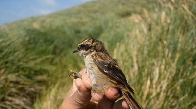 Scientists Find New Bird Species at South America's Edge