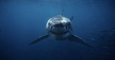 Sharks can see you swimming at the beach even if you can't see them, expert warns