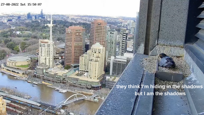 It’s Back: The Collins St Falcon Live Stream Returns To Prove Melb Isn’t Just Liveable For Humans