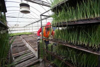 Jamaican minister rejects workers’ abuse claims on Canadian farms
