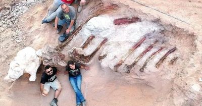 Giant 82-foot dinosaur found in man's garden is 'one of the largest ever' discovered